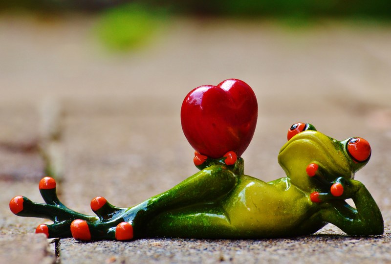 love valentines day pose heart funny frog animal 4k