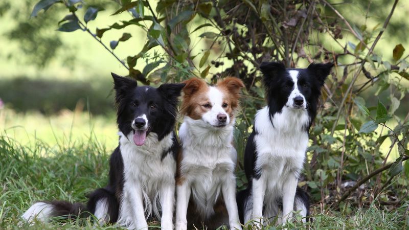 dogs, grass, sitting, tree, branch, bush, three, 4k
