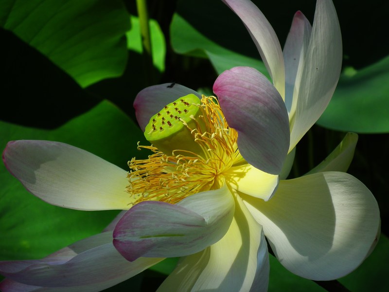 lotus flower pink nature aquatic plant 4k