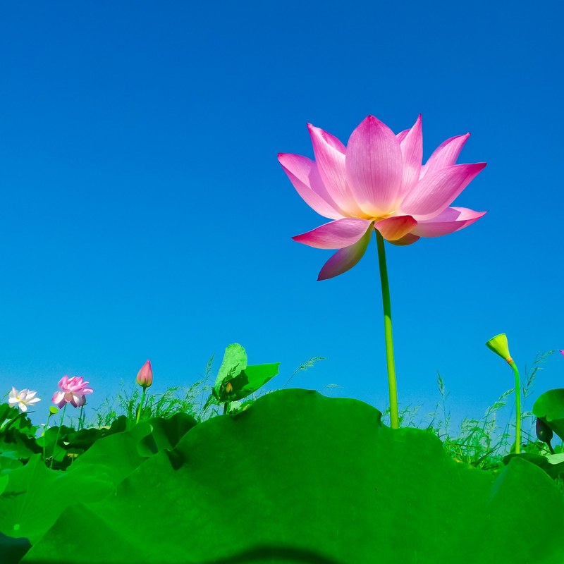 lotus lotus leaf flowering flower 4k