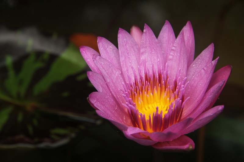lotus fire burning lotus leaf dew 4k