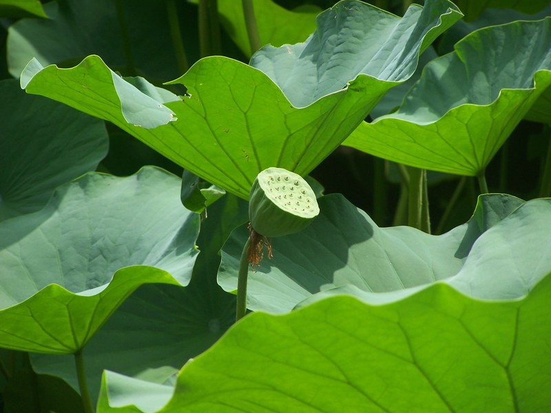 lotus lotus seed head leaves aquatic plants nature 4k