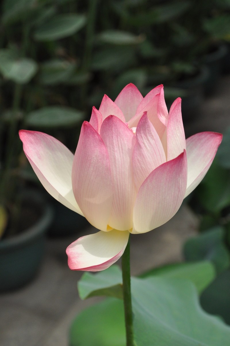lotus pink lotus flower plant flowers 4k