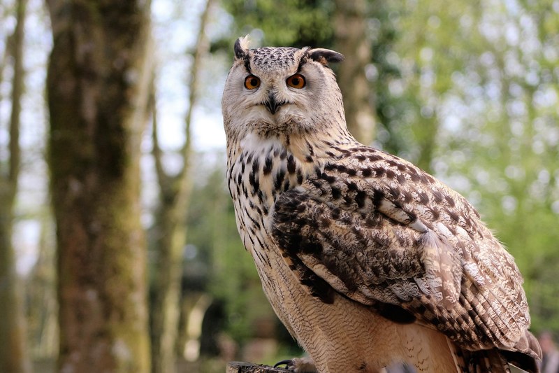 long eared owl owl bird nature wildlife wild beak 4k