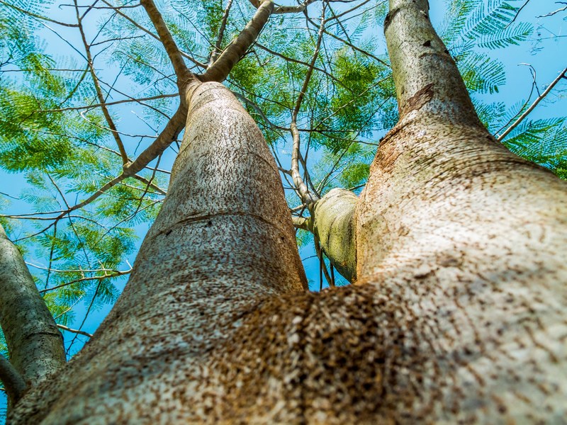 log tree bark aesthetic 4k