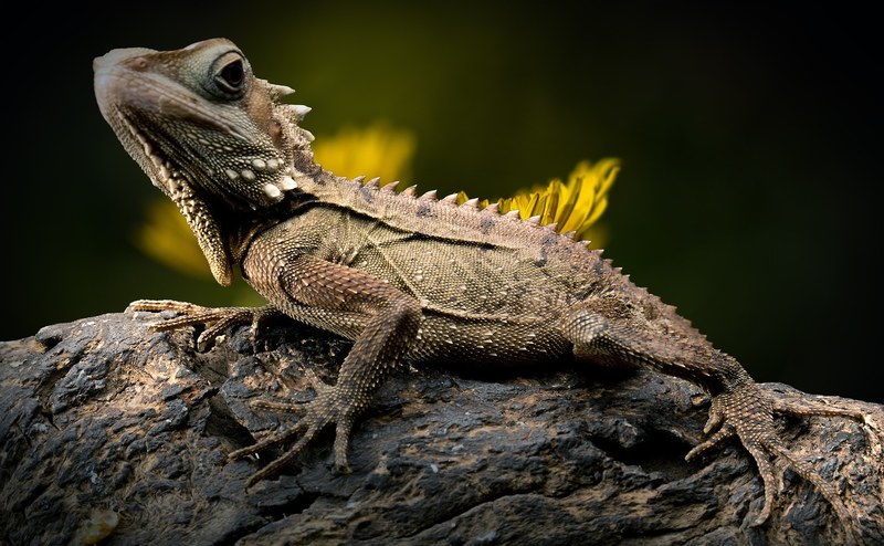 lizard dandelion reptile forest dragon endangered 4k