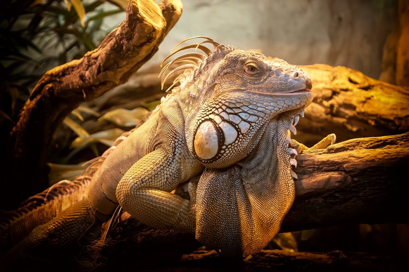 lizard close nature reptile animal creature 4k