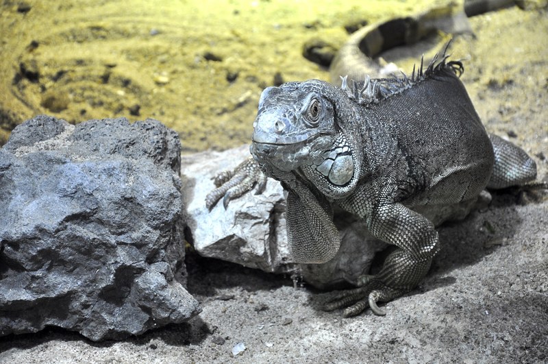 lizard reptile animals temple dragon dinosaur 4k