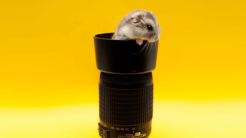 mouse, lens, climb, rodent, 4k