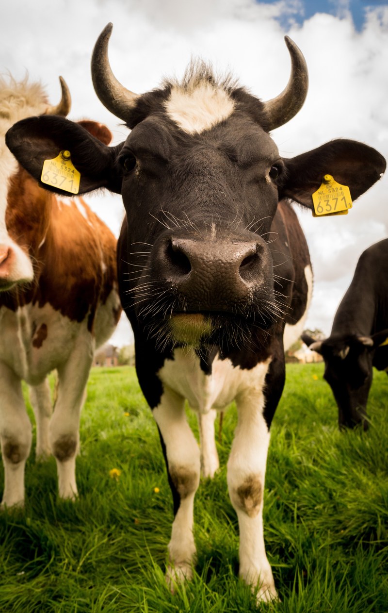 livestock cow cattle rural mammal farm animal 4k