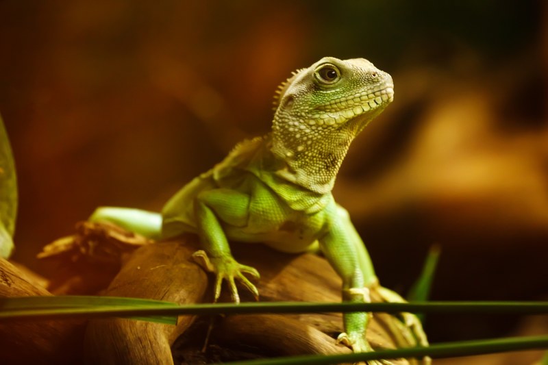 lizard dragon reptile animal creature green head 4k