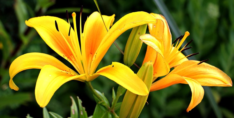 lily flowers early flower garden yellow flora 4k