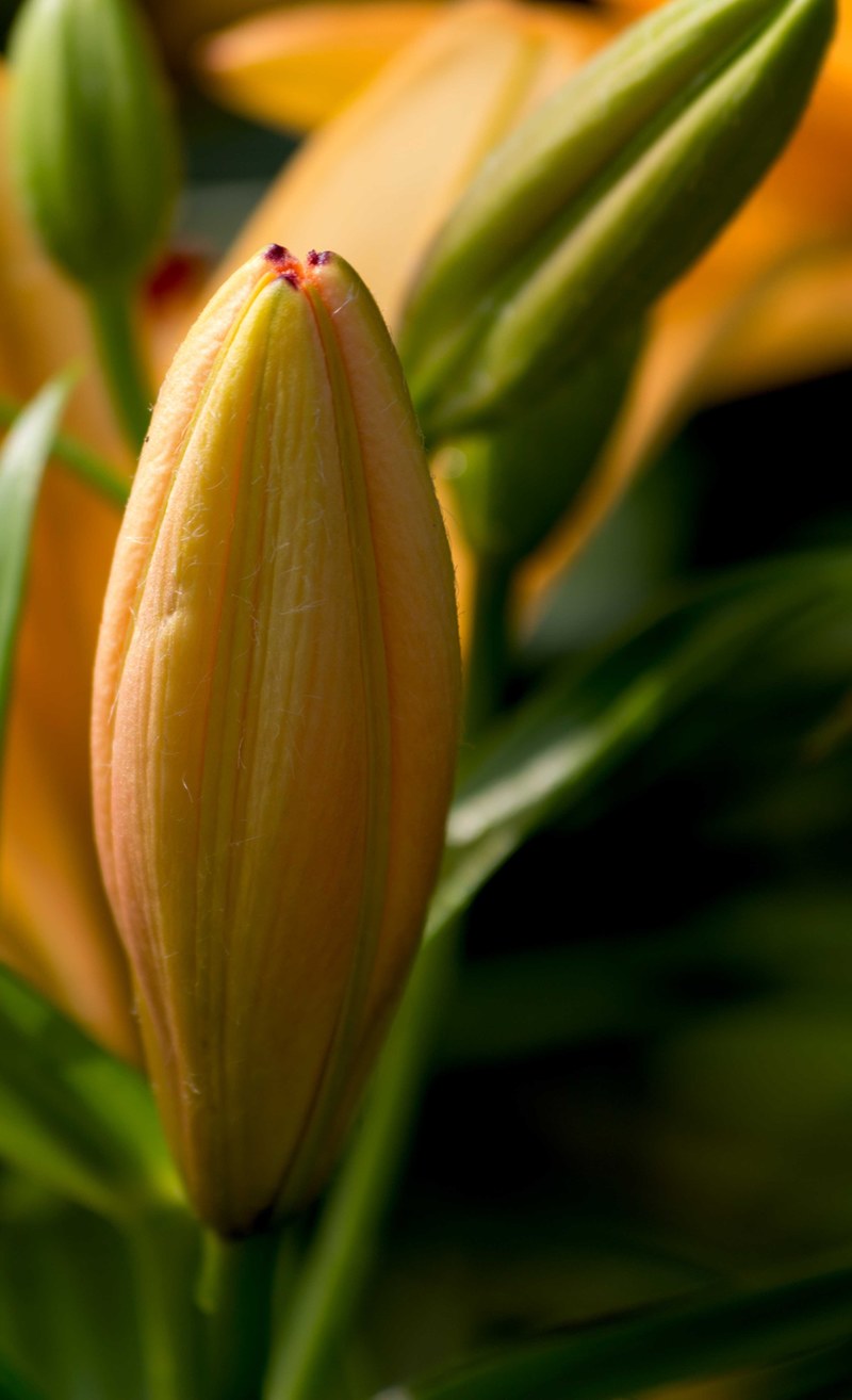 lily flower daylily flowers plants macro close up 4k