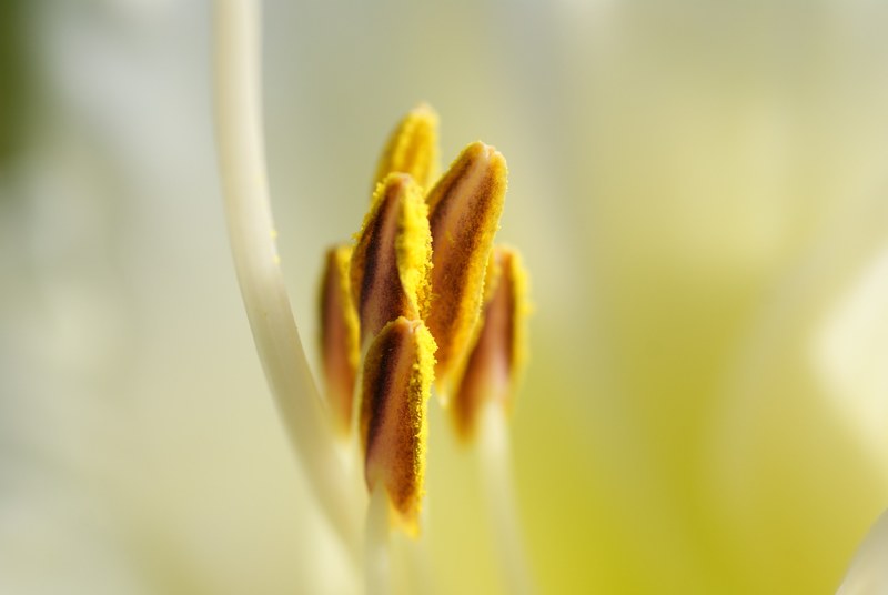 lily shrub nature plant pistil pollen filligran 4k