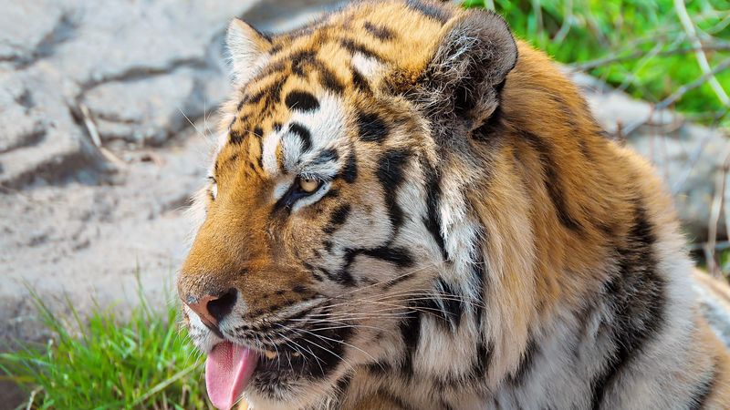 tiger, face, protruding tongue, striped, predator, 4k