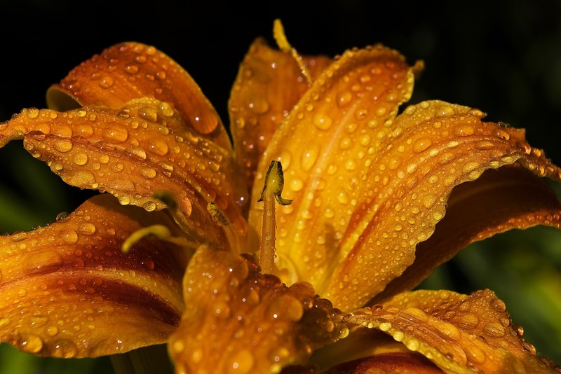 lily daylily flower blossom bloom petal blooming 4k