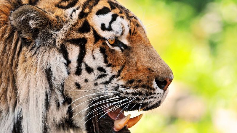 tiger, face, teeth, predator, 4k