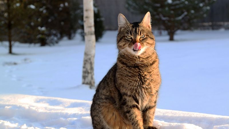 cat, lick oneself, winter, snow, 4k