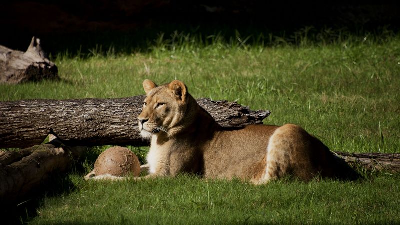 lion, grass, timber, lying, 4k