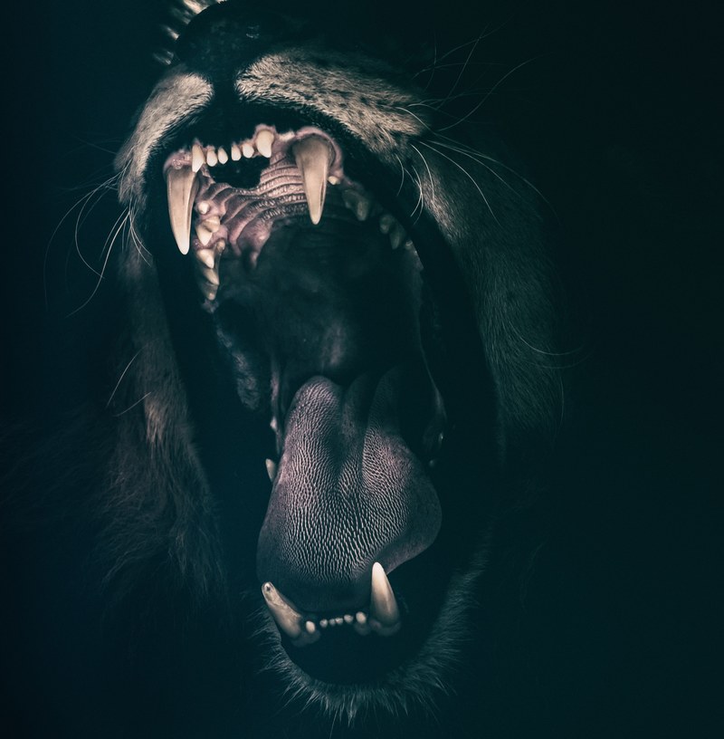 lion teeth roar fear angry roaring strength 4k