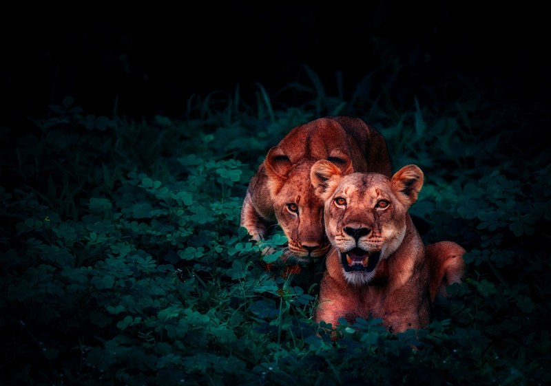 lions cubs pair cute jungle nature outside 4k