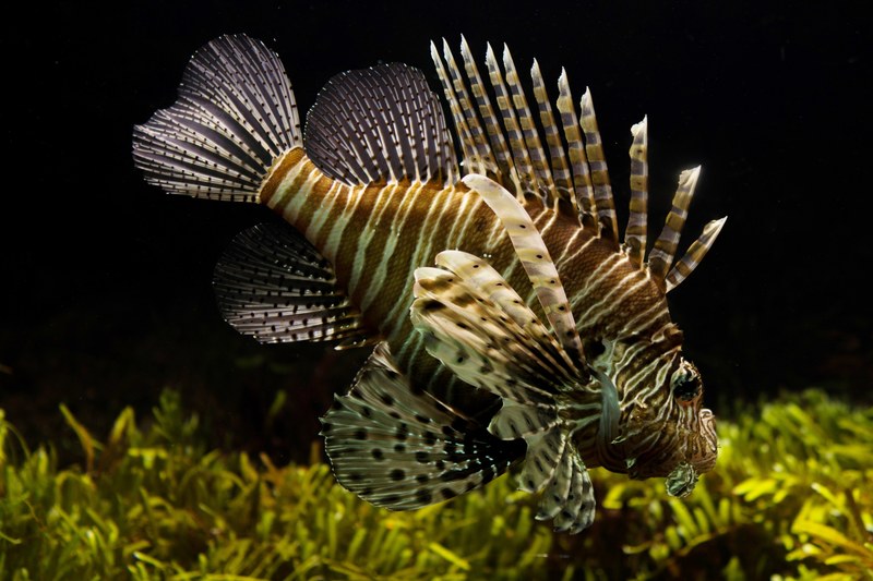 lionfish aquarium sealife tropical underwater 4k
