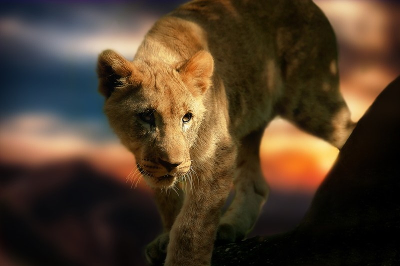 lion cub lion africa animal wild animal mammal 4k