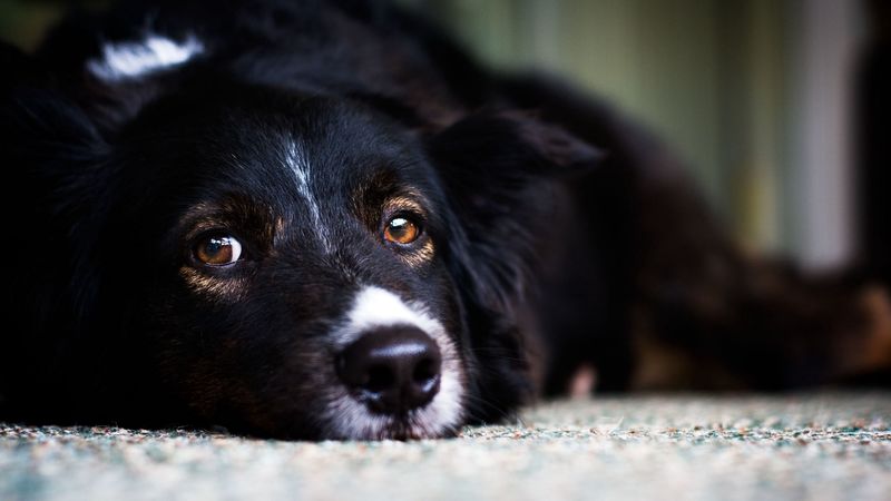 dog, face, eyes, sadness, 4k