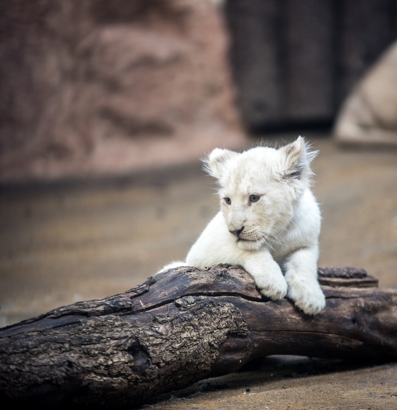 lion white lion big cat mane eyes nature 4k