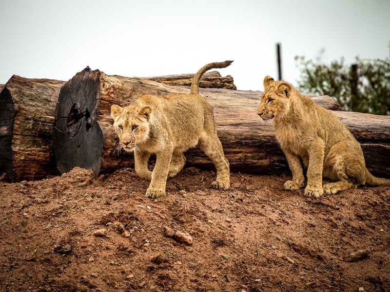 lion lion cub cat big cat animal africa wildlife 4k