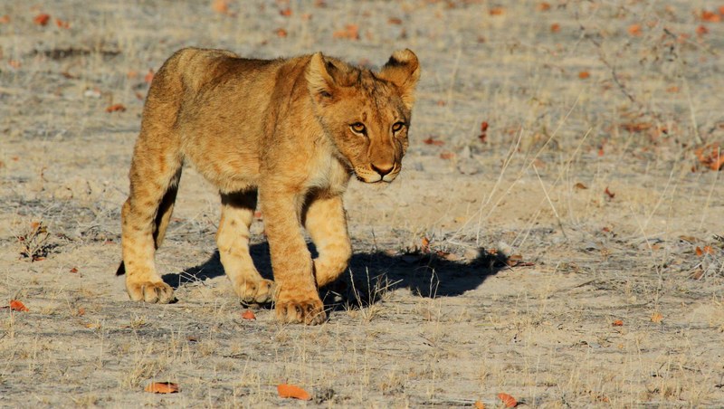 lion etosha namibia africa safari lion cub 4k