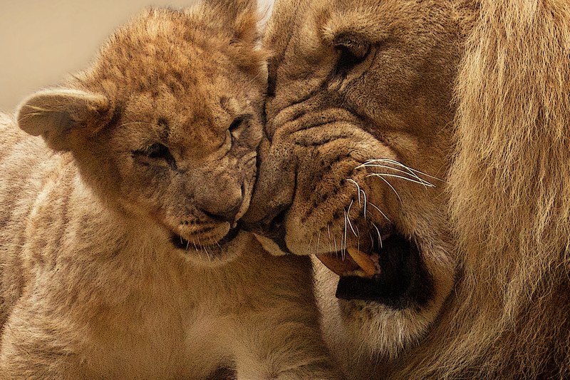 lion animal predator big cat wild panthera leo 4k