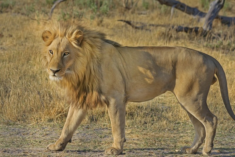 lion wildcat safari africa animal world wildlife 4k