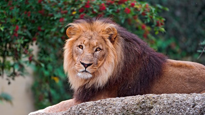 lion, stone, lie, mane, king of beasts, predator, 4k