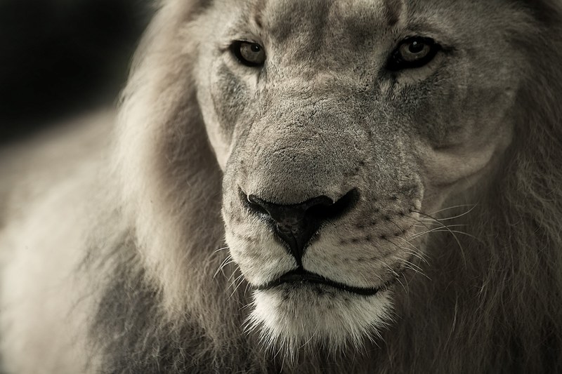 lion animal portrait africa safari wild animal 4k