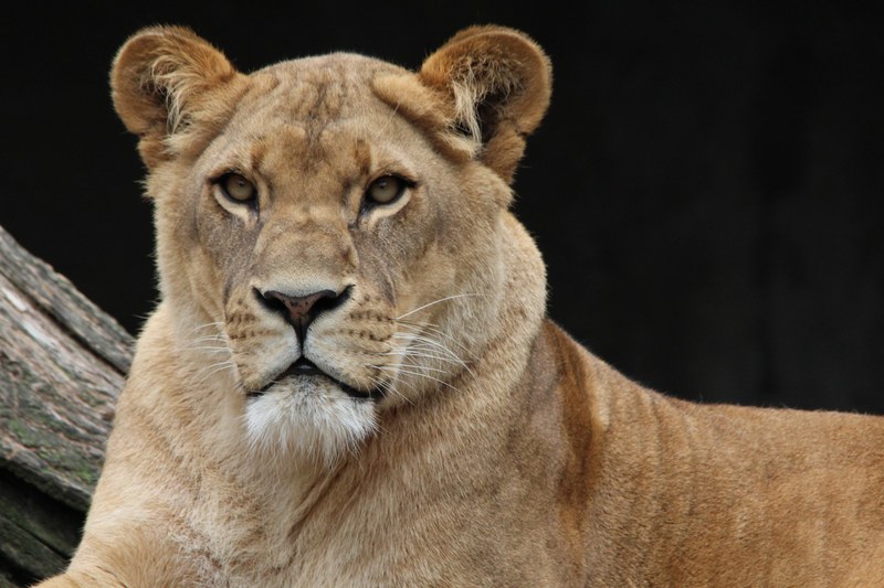 lion panthera leo lioness animal world africa 4k