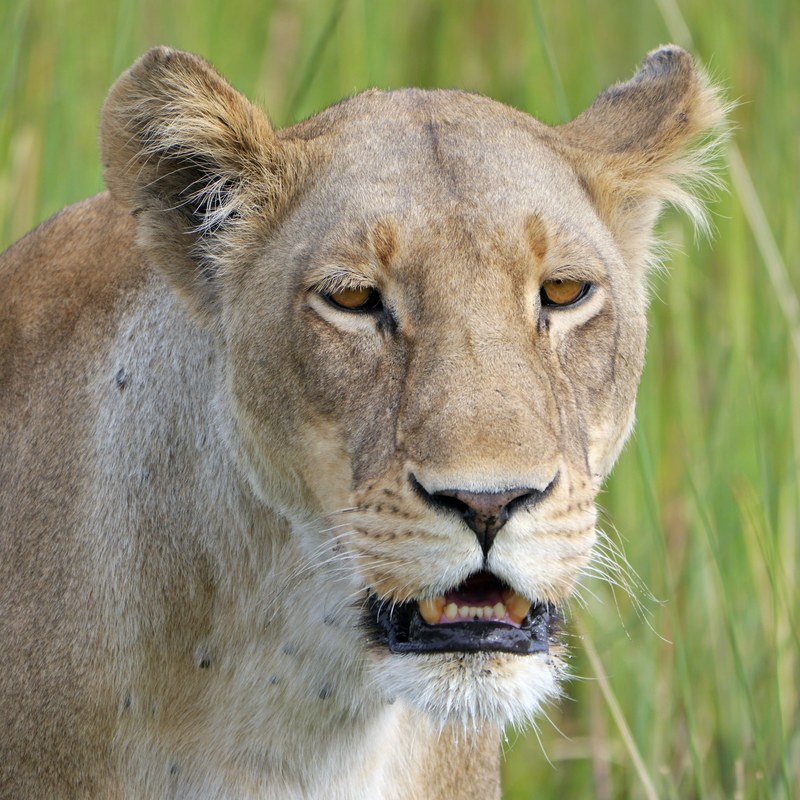 lion safari lioness africa botswana 4k