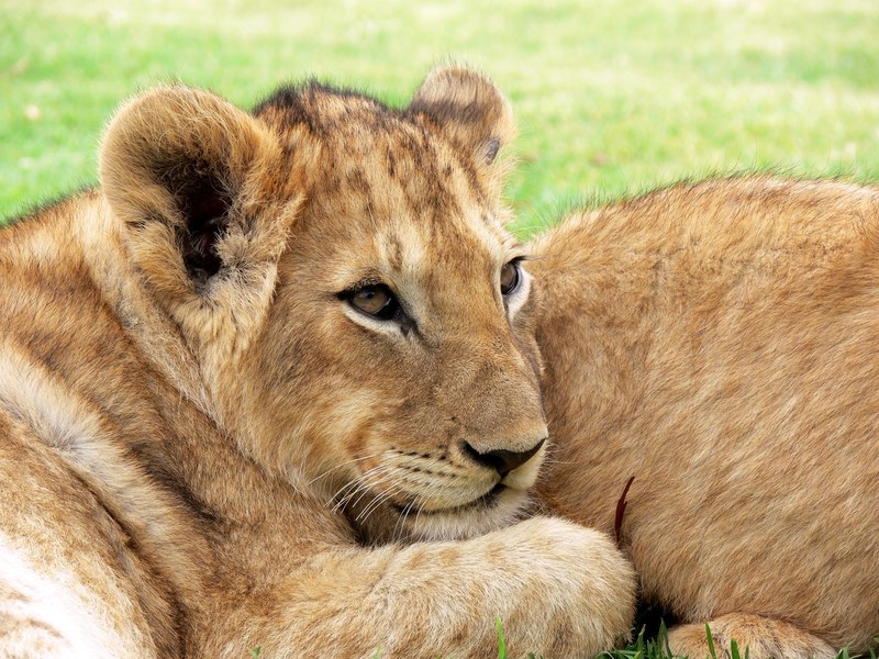 lion lion cub cub big cat cuddled wildlife africa 4k