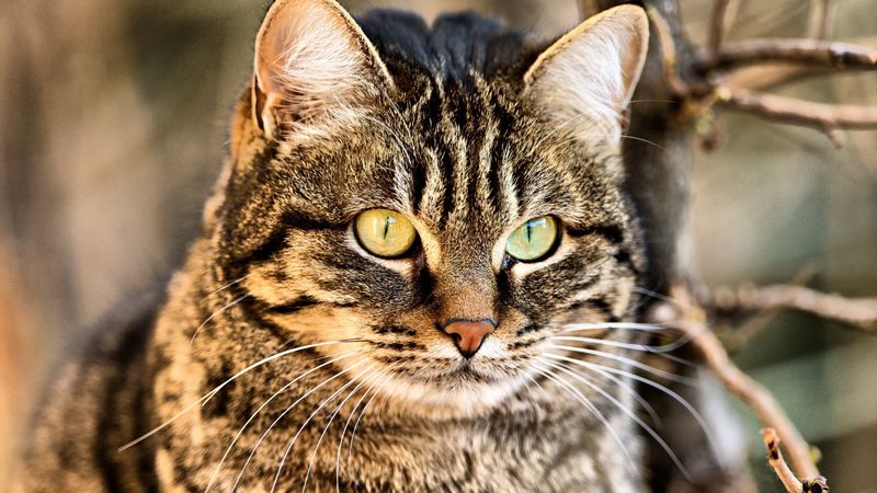 cat, muzzle, eyes, 4k