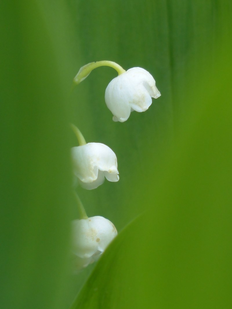 lily of the valley blossom bloom white flower 4k