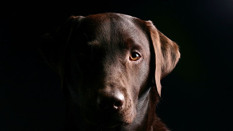 retriever, dog, muzzle, shadow, ears, 4k