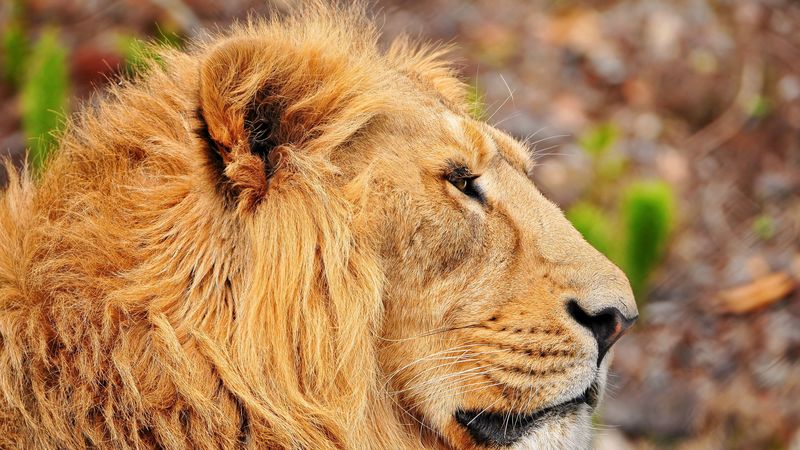 lion, muzzle, mane, profile, 4k