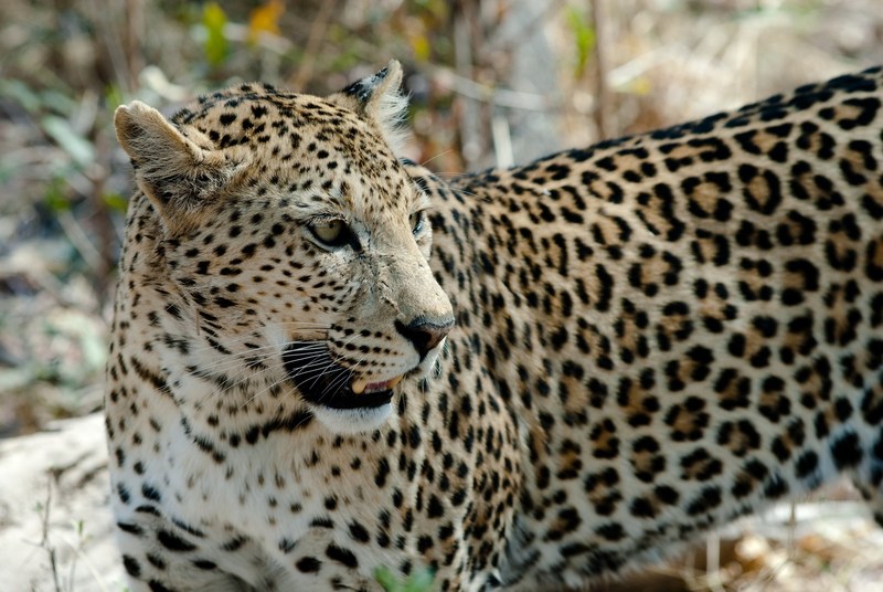 leopard cat savuti botswana 4k