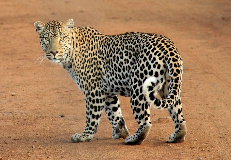 leopard leopard spots animal wild wildlife safari 4k