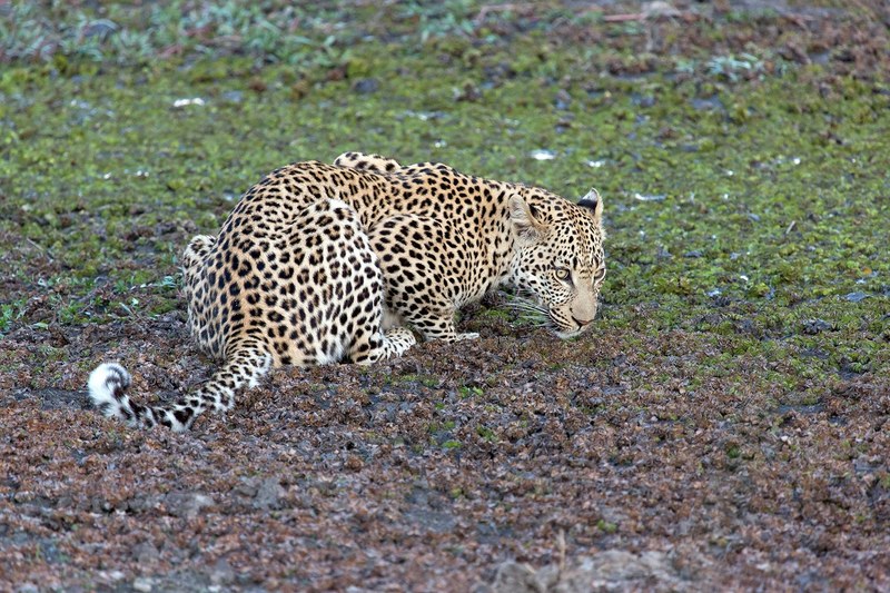 leopard animal predator panthera pardus big cat 4k