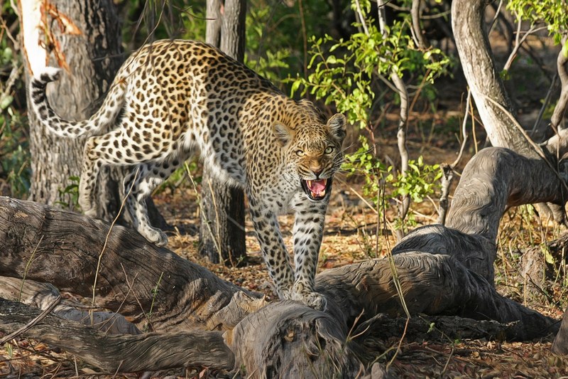 leopard wildcat big cat botswana africa safari 4k