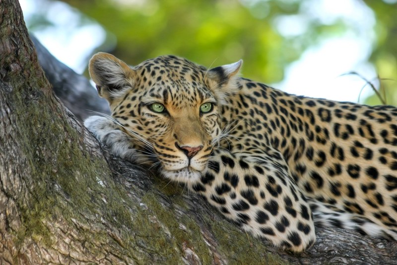 leopard wildcat big cat botswana africa safari 4k