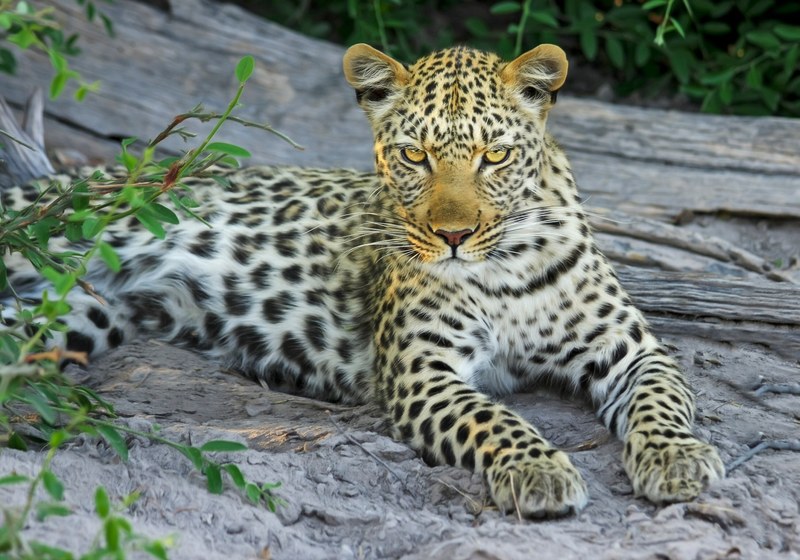 leopard cat big cat wildcat botswana africa 4k