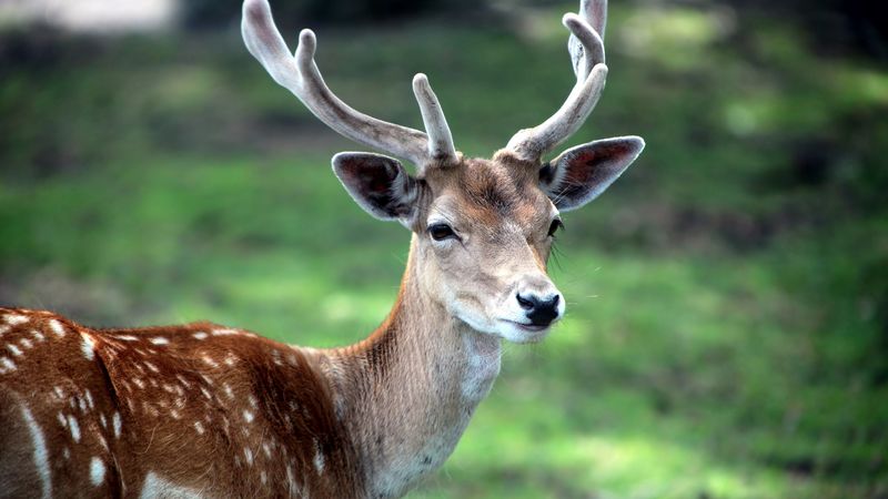 deer, horn, small, grass, 4k