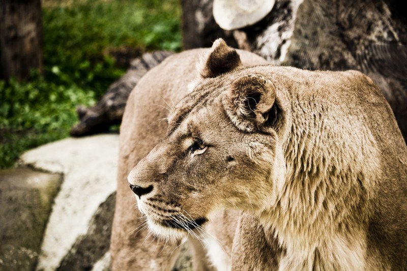 leo zoo nature feline felines hair animal world 4k